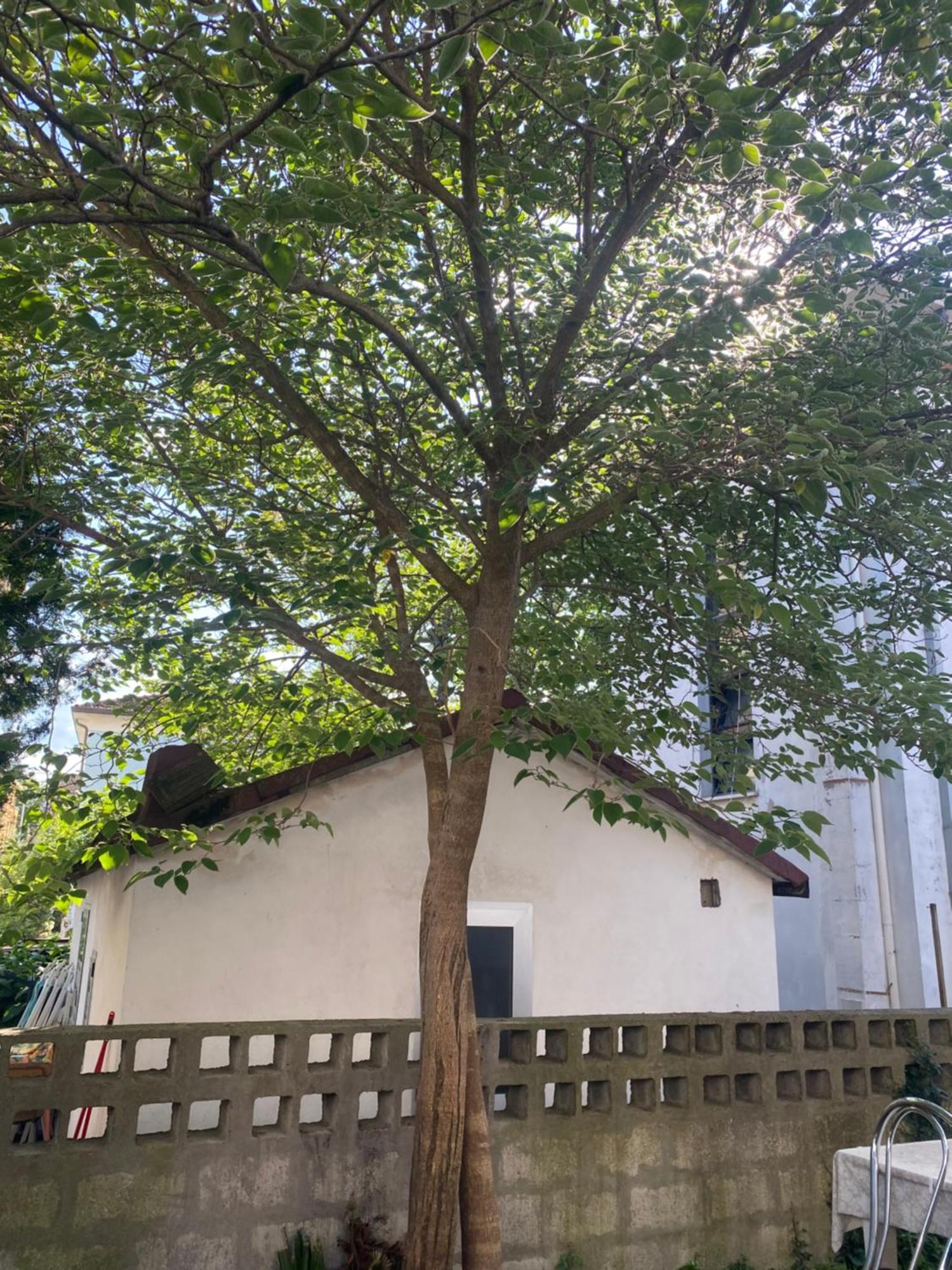 Casa Elisa 8 Βίλα Μπελάρια-Ιτζέα Μαρίνα Εξωτερικό φωτογραφία